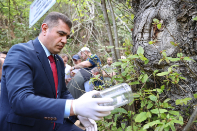 Bursa'da üretilen on binlerce böcek ormanlara salınacak