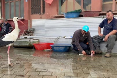 Bursa'da Yaren'in rakibi Bilal Leylek baba oldu