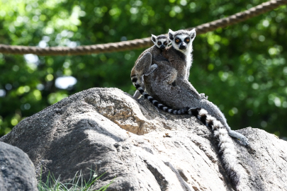 Bursa Hayvanat Bahçesi 150 farklı türe ev sahipliği yapıyor