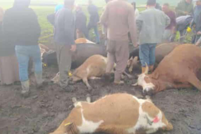 Kars’ta sürünün üzerine yıldırım düştü: 2 çoban yaralandı, 10 hayvan telef oldu