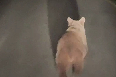 Karabük'te köy yolunda koşan ayı kamerada