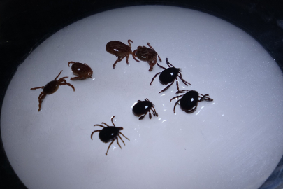 Sivas'ta 8 kişiye KKKA tanısı konuldu, 1 kişi hayatını kaybetti