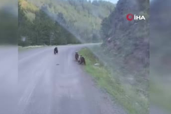 Ankara'da evine giderken ayılarla karşılaştı