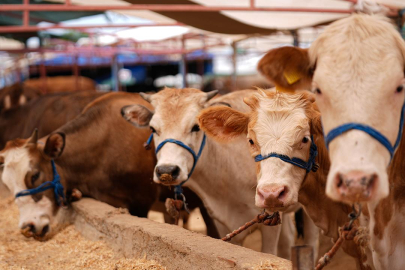 Bakan Yumaklı: Kurbanlık hayvan varlığımız yeterli düzeyde