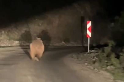 Bolu’da otomobil gören ayı korkup böyle kaçtı