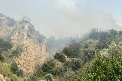 Aydın’da zirai alan yangını