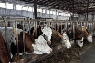 Hakkari'de şap alarmı: İl içi ve dışı bütün hayvan hareketleri yasaklandı