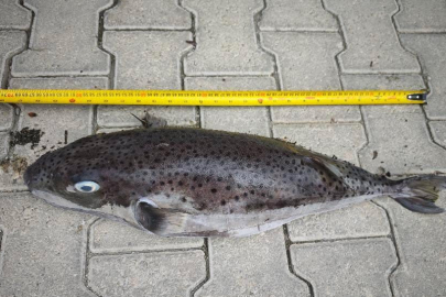 Muğla Datça'da rekor boyutta balon balığı karaya vurdu