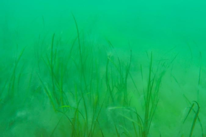 İstanbul Boğazı'ndaki deniz çayırlarının üzerinde müsilaj görüldü