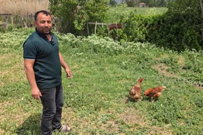 Bahçesine giren tilkiye böyle seslendi: Kanun namına teslim ol