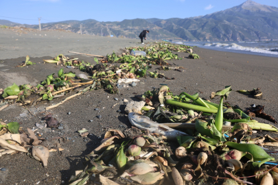 Binlerce tatlı su balığı tuzlu suda telef oldu