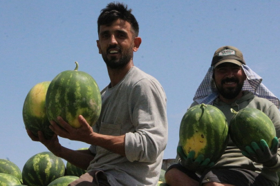 Karpuz tarlada 7 markette 40 lira!