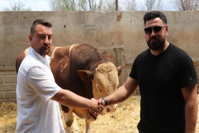 Kayseri'de Şampiyon Boğa, 540 Bin TL'ye Satıldı