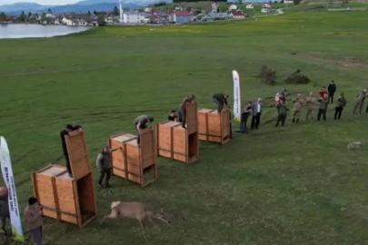 Samsun'dan Ordu'ya kızıl geyik getirildi!