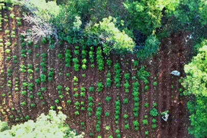 7 milyon 543 bin kök kenevir ve skunk ele geçirildi