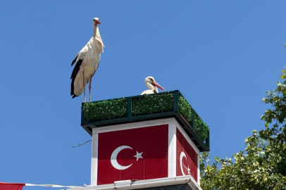 Can ve Canan leylek Bursa'da yuvalarına geldi