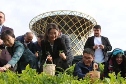 Çinliler bunu da yaptı: Rize'de çay topladılar!
