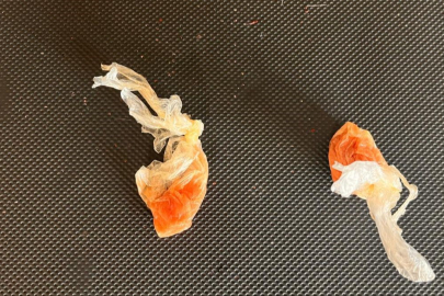 Düzce'de uyuşturucu ham maddesi ele geçirildi