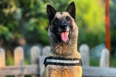 Kahraman köpek 'Bob' öldü