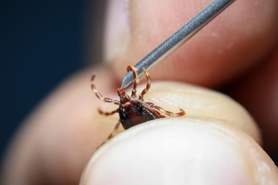 KKKA hastalığı tanısı konulan 6 kişinin tedavisi sürüyor