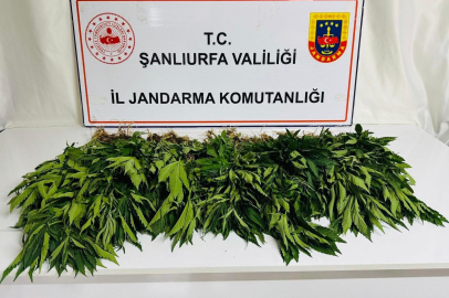 Şanlıurfa Siverek’te uyuşturucu operasyonu: 42 gözaltı