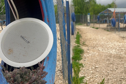 Bursa'da sokağa terk edilmiş hayvanlara müzikli terapi