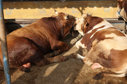 Bursa Nilüfer Kurban Bayramı’na hazır