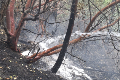 Kahramanmaraş’taki orman yangını kontrol altına alındı