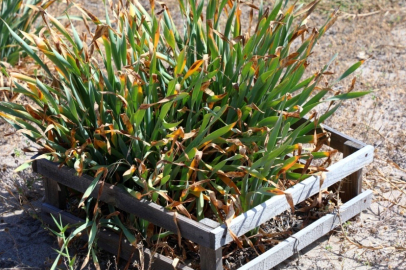 Nesli tükeniyor, koparmanın cezası 387 bin TL