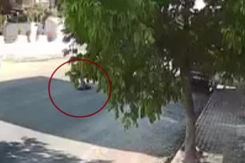 Aydın Kuşadası'nda kan donduran olay: Tur otobüsü şoförü sokak köpeğini böyle ezdi