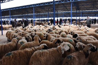 Bursa'da şap salgını büyüyor: O ilçede kurban pazarı kurulmayacak