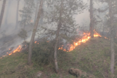 Afyonkarahisar'da orman yangını