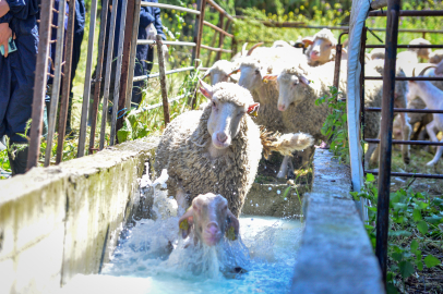 Bursa'da 8 asırlık 'koyun yıkama’ geleneği gerçekleştirildi
