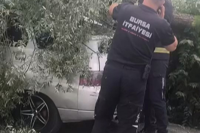 Bursa'da kökünden sökülen ağaç otomobilin üzerine devrildi