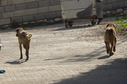 Çorum'da başıboş köpeğin saldırısına uğrayan çocuk yaralandı