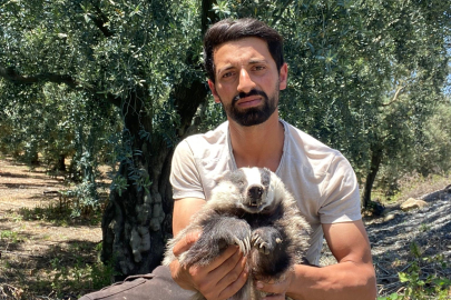 Bursa'da nesli tükenme tehlikesi altında olan Avrupa porsuğu ölü bulundu