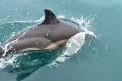 Aç kalan yunuslar kıyıya vuruyor!