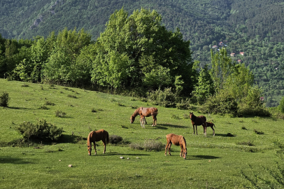 Yaylaların özgür ruhları... Havadan görüntülendiler