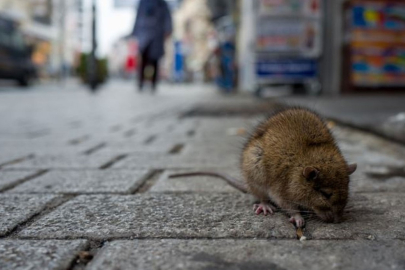 Bosna Hersek'te fare krizi: Epidemi ilan edildi!