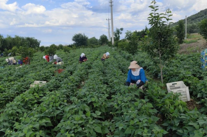 Damaklarda iz bırakan 'nazende' fasulyesinin hasadına Bursa'da başlandı