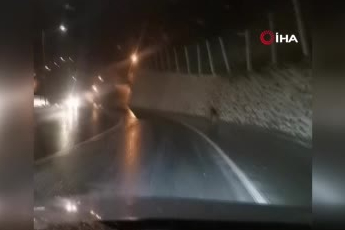 Gümüşhane'de şehir merkezine inen ayı görüntülendi