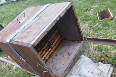 Kastamonu’da ayı 6 arı kovanını parçaladı