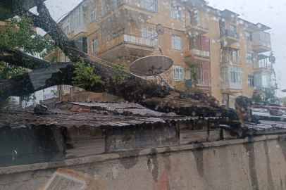 Kırıkkale'de fırtına ağacı devirdi