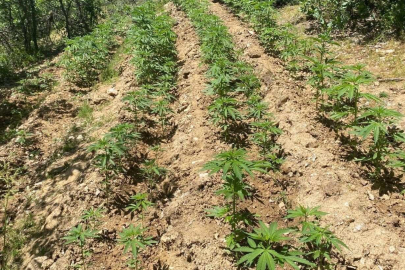 Bingöl’de 4 bin 763 kök kenevir ele geçirildi