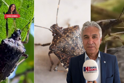 Bursa'da kahverengi kokarca böceği kabusu! Çiftçiler nasıl kurtulabilir?