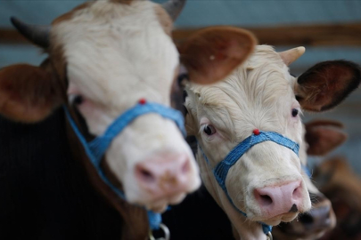 Bazı köy ve mahallelerde şap karantinası