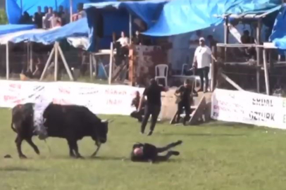 Artvin’de şampiyon boğa sahibini yaraladı