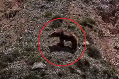 Munzur Dağları'nda bozayı yavru dağ keçisini avladı; o anları Bursalı fotoğrafçı görüntüledi