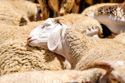 Fas'ta kurbanlık operasyonu! Kesim yapmak tamamen yasak: Kuraklık ve ekonomi...