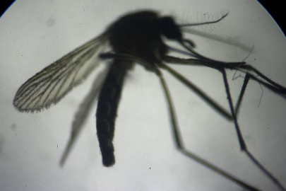 Yunanistan'da Batı Nil virüsüne karşı uyarı